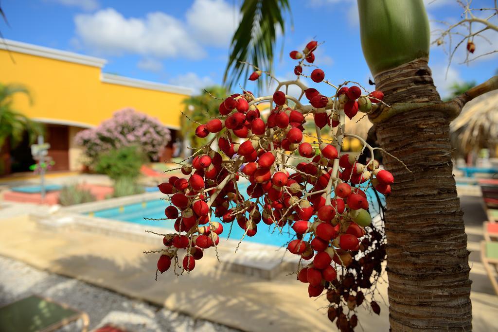Apartament Djambo (Adults Only) Kralendijk na wyspie Bonaire Zewnętrze zdjęcie